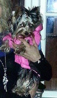 Yorkshire terrier Nika - Nika med tøj billede 5