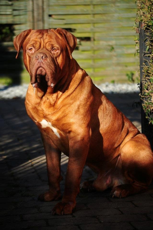 Dogue de bordeaux Rock billede 19