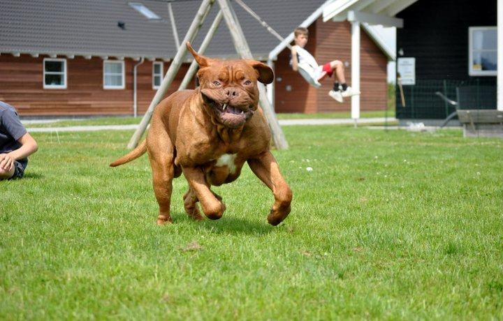 Dogue de bordeaux Rock billede 17