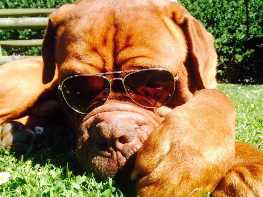 Dogue de bordeaux Rock billede 27
