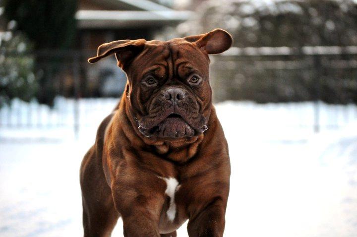 Dogue de bordeaux Rock billede 15