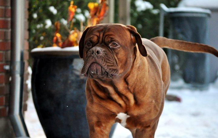 Dogue de bordeaux Rock billede 21
