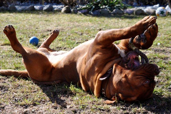 Dogue de bordeaux Rock billede 23
