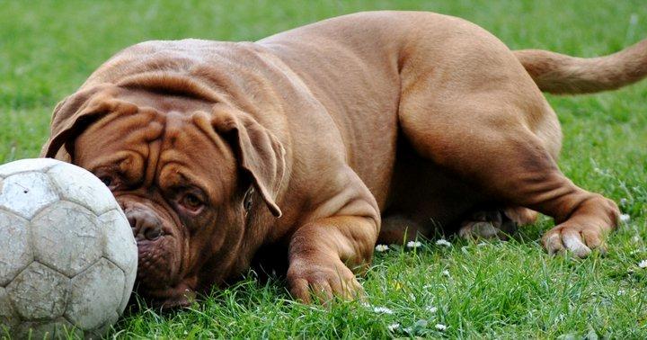 Dogue de bordeaux Rock billede 25