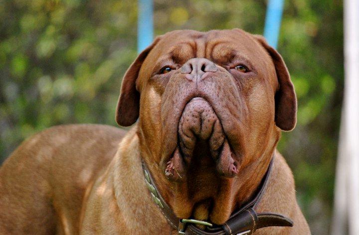 Dogue de bordeaux Rock billede 24