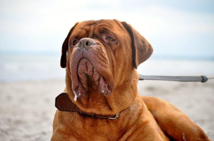 Dogue de bordeaux Rock billede 26