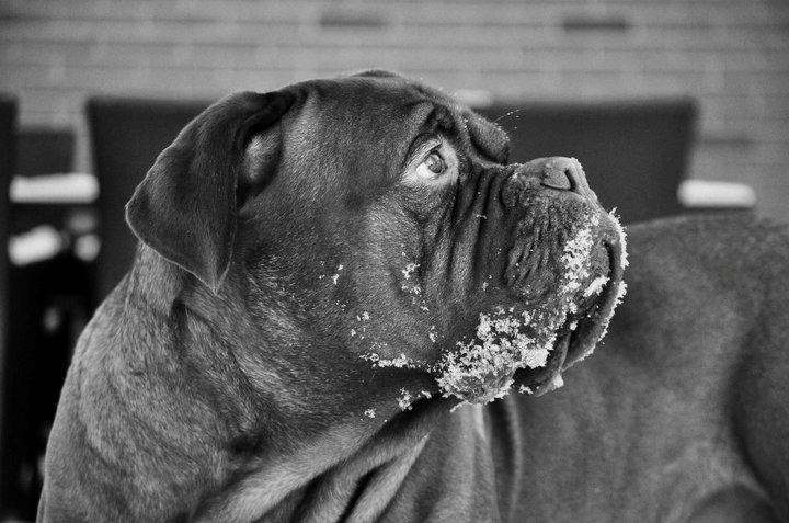 Dogue de bordeaux Rock billede 22