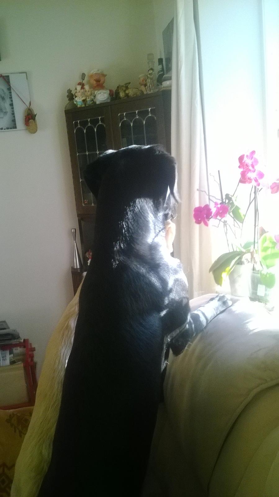 Labrador retriever † Sif †  billede 35