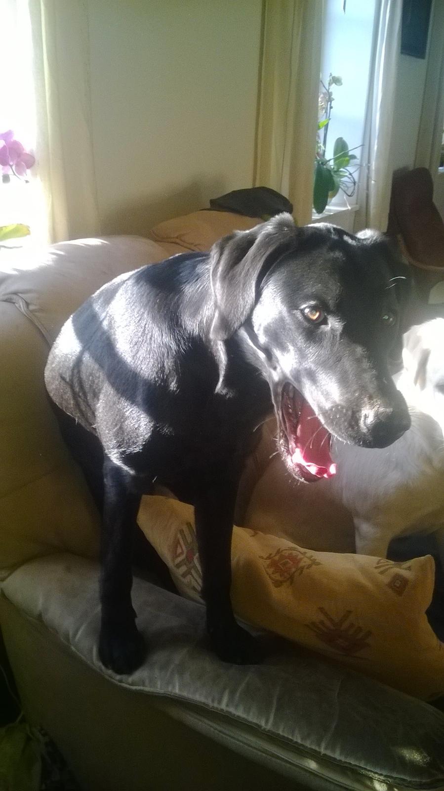 Labrador retriever Sif billede 42