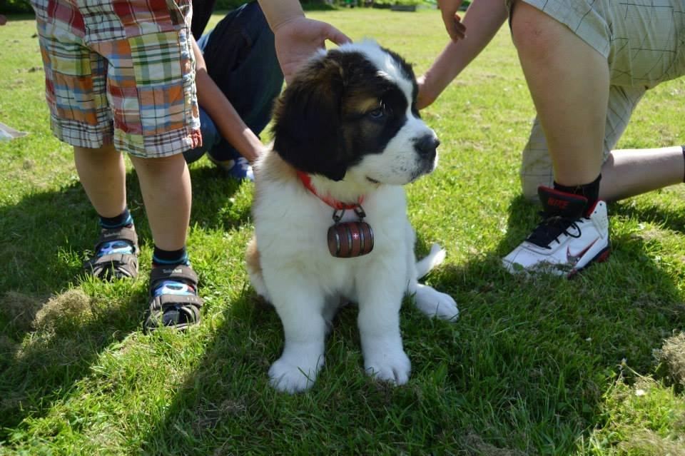 Sankt bernhardshund Layka billede 9