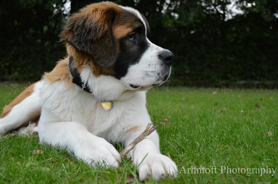 Sankt bernhardshund Layka billede 26