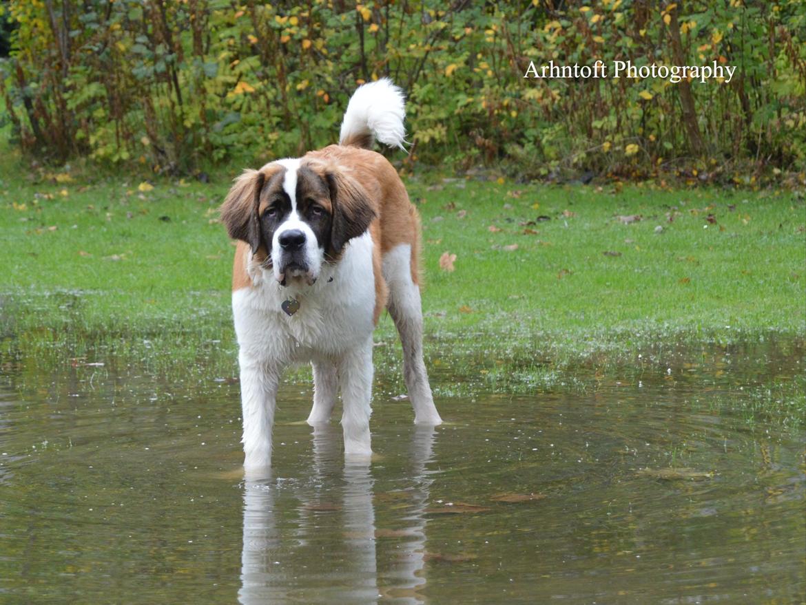 Sankt bernhardshund Layka billede 30