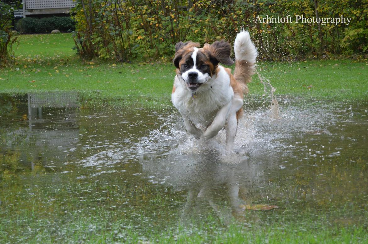 Sankt bernhardshund Layka billede 28