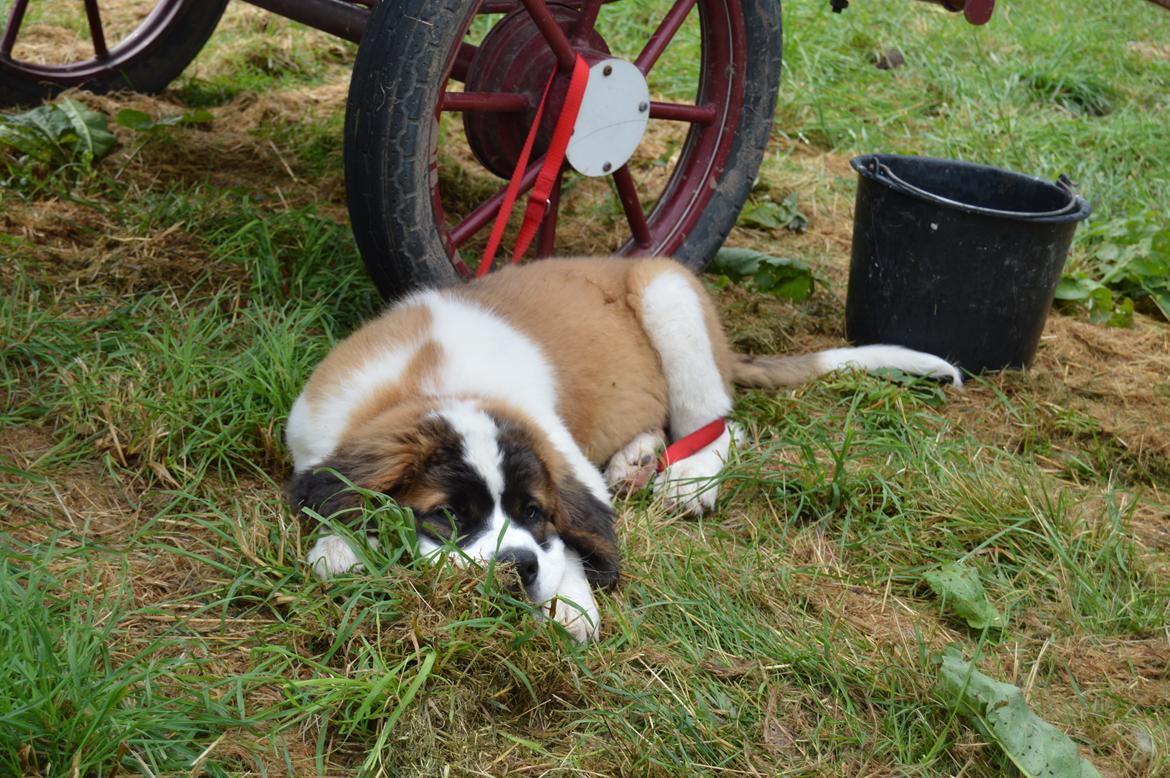 Sankt bernhardshund Layka billede 31