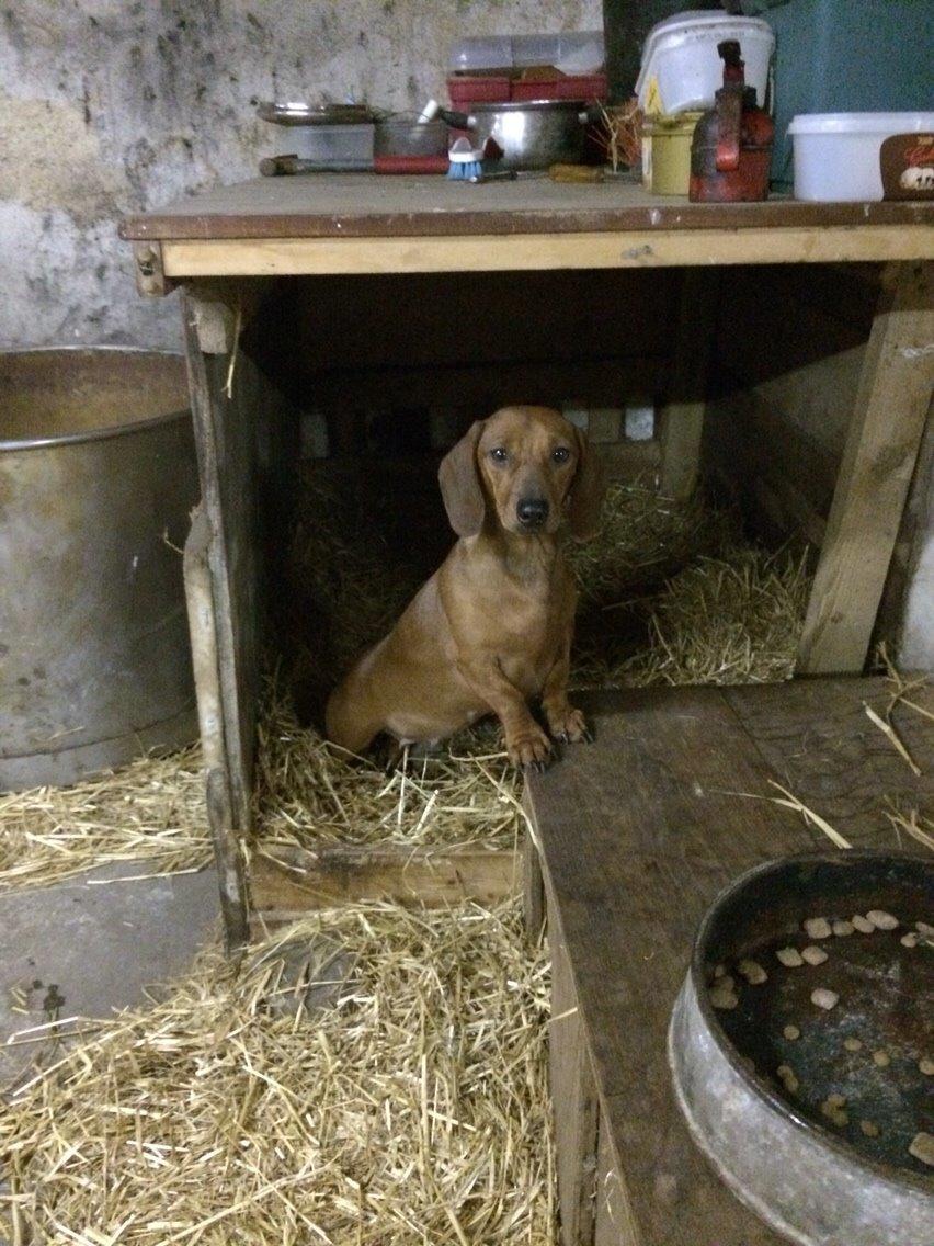 Gravhund Sille billede 1