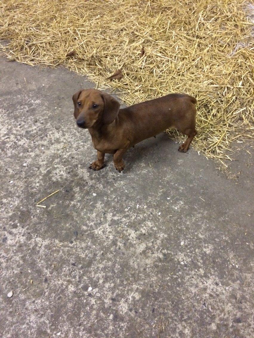 Gravhund Sille billede 2