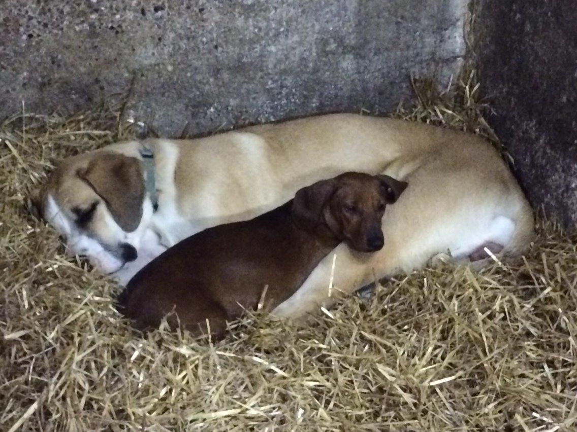 Gravhund Sille billede 4