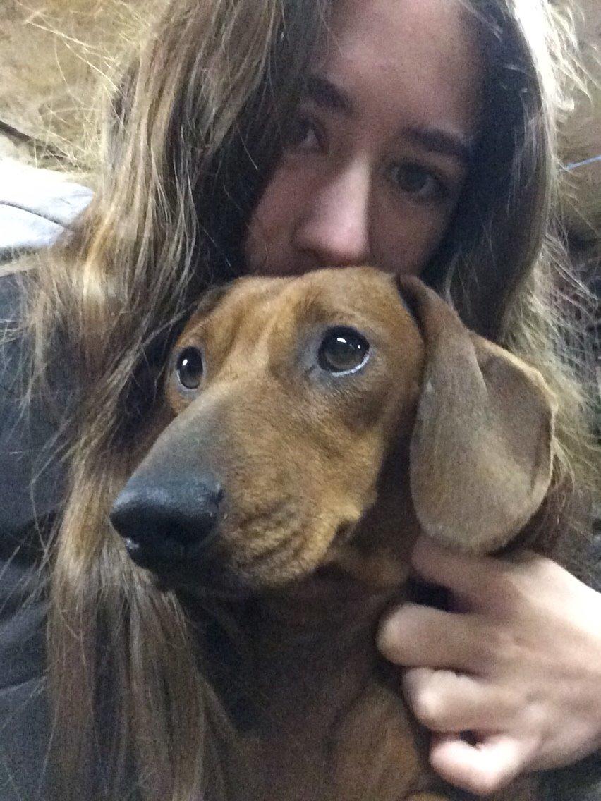 Gravhund Sille billede 3