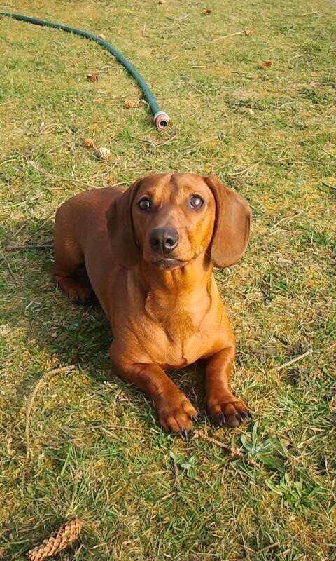 Gravhund Sille billede 5