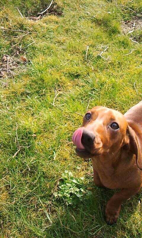 Gravhund Sille billede 6