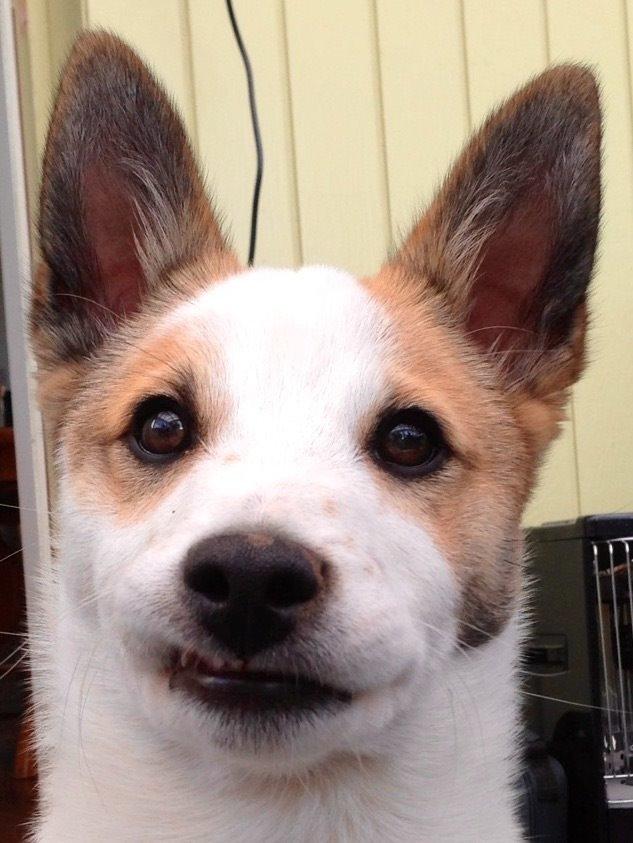 Norrbottenspids Barco billede 4