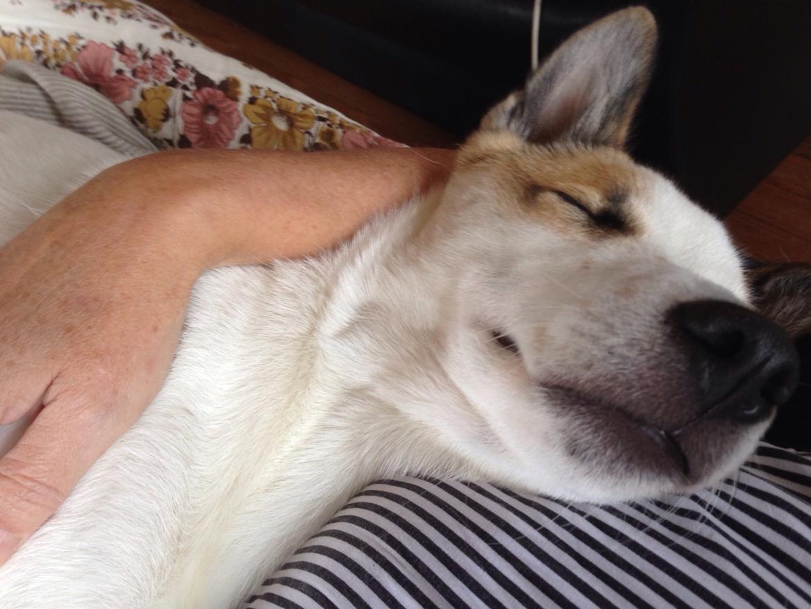 Norrbottenspids Barco billede 6