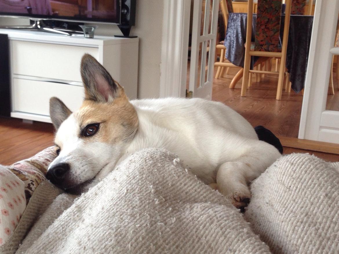 Norrbottenspids Barco billede 8