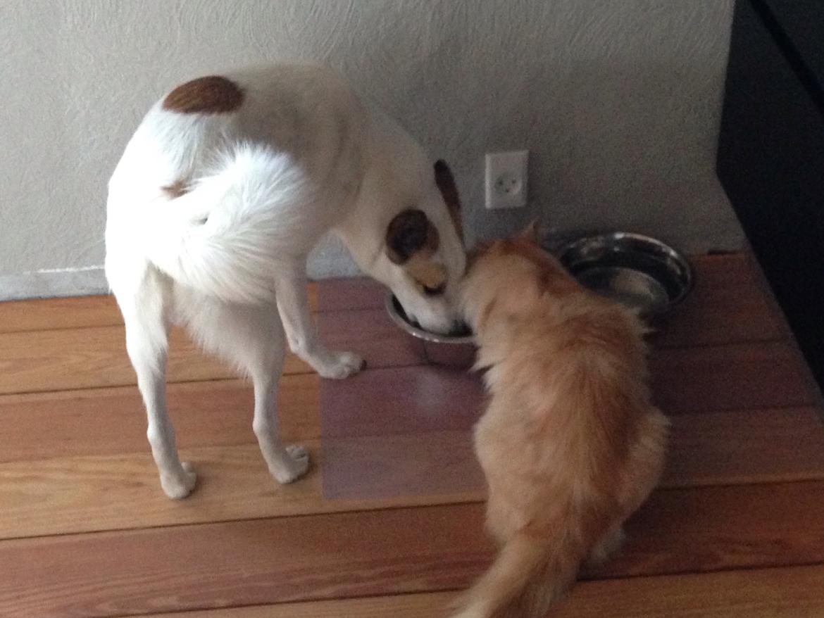 Norrbottenspids Barco billede 12