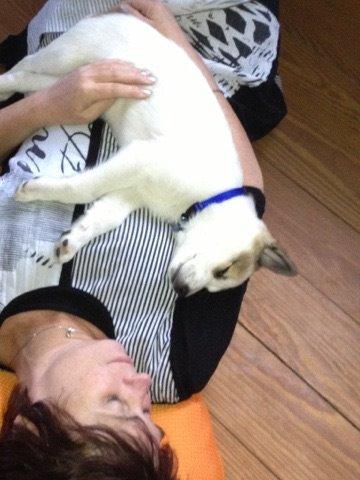 Norrbottenspids Barco billede 10