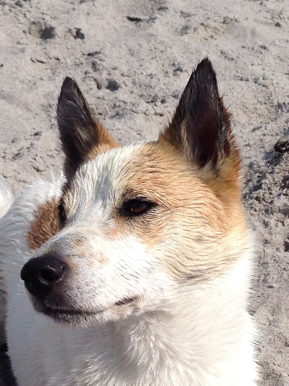 Norrbottenspids Barco billede 14