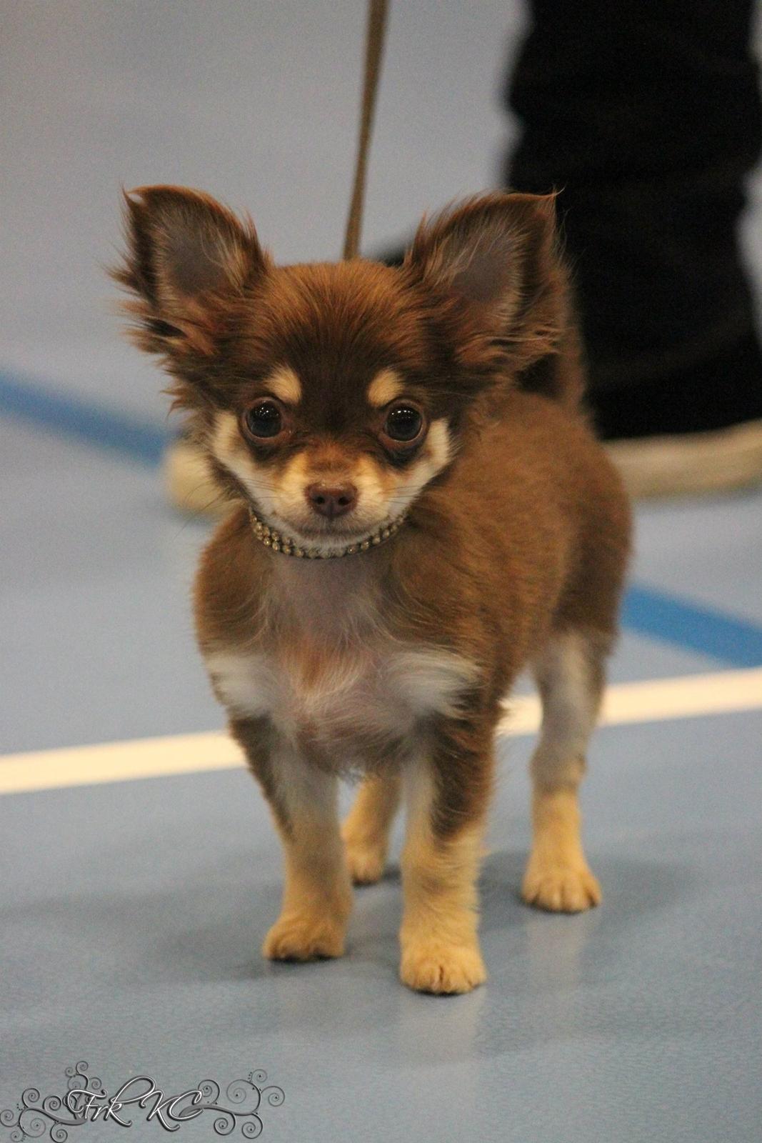 Chihuahua Manzana's Last Star of Selena - Lua som 4 måneder :) Nu som babychampion. (1 pr. + SL)  billede 5