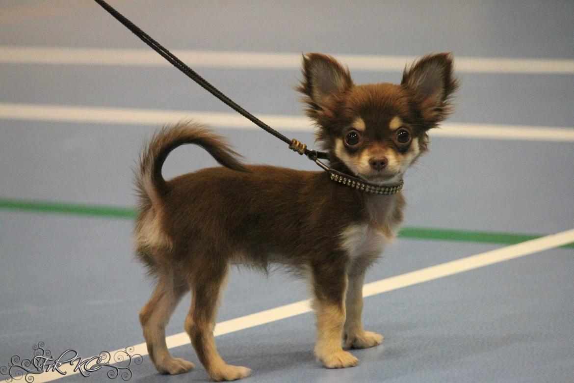 Chihuahua Manzana's Last Star of Selena - Lua på hendes første udstilling, 3.5 måned gammel. :) (1. PR + SL)  billede 6