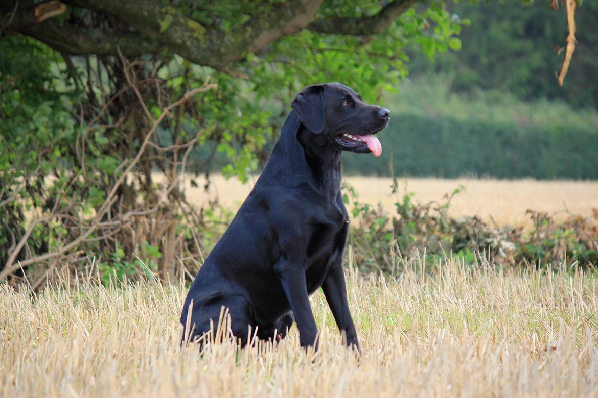 Blanding af racer Fredenslund's Andy billede 1