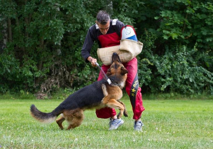 Schæferhund Hamsel's Pique  ( Santo ) billede 3