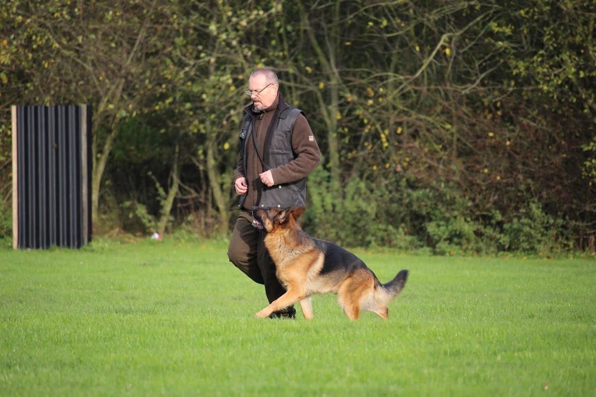 Schæferhund Hamsel's Pique  ( Santo ) billede 8