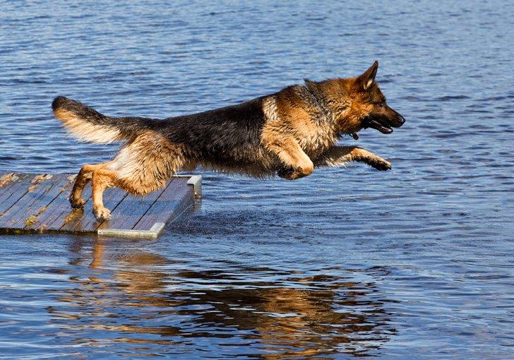 Schæferhund Hamsel's Pique  ( Santo ) billede 11