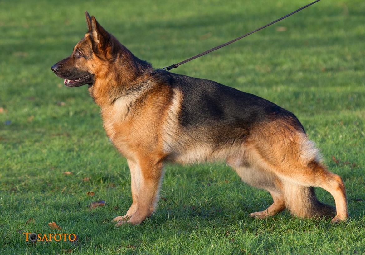 Schæferhund Hamsel's Pique  ( Santo ) billede 2