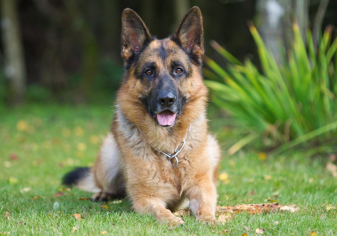 Schæferhund Hamsel's Pique  ( Santo ) billede 6