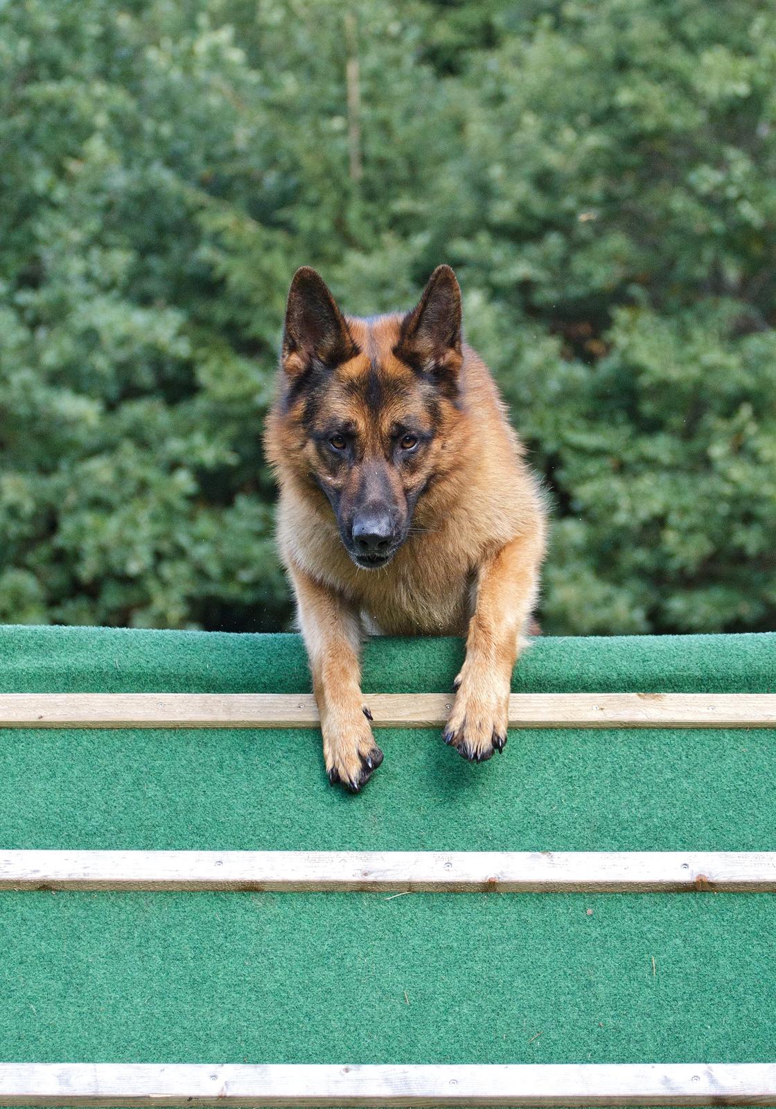 Schæferhund Hamsel's Pique  ( Santo ) billede 4