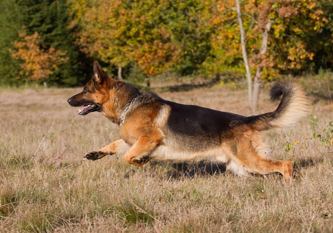 Schæferhund Hamsel's Pique  ( Santo ) billede 12