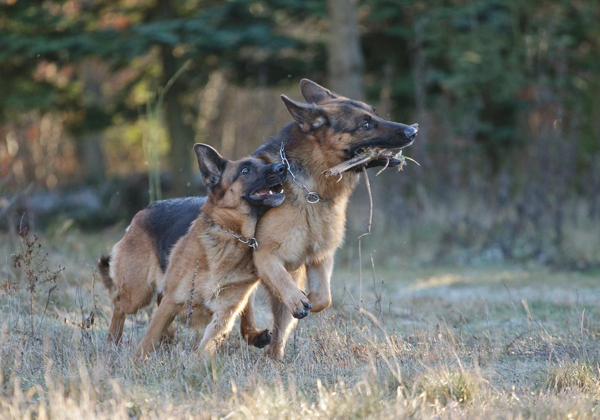 Schæferhund Hamsel's Pique  ( Santo ) billede 13