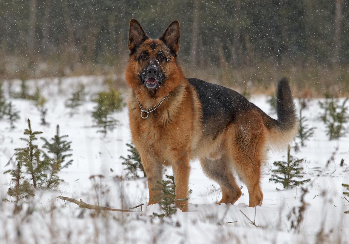 Schæferhund Hamsel's Pique  ( Santo ) billede 14