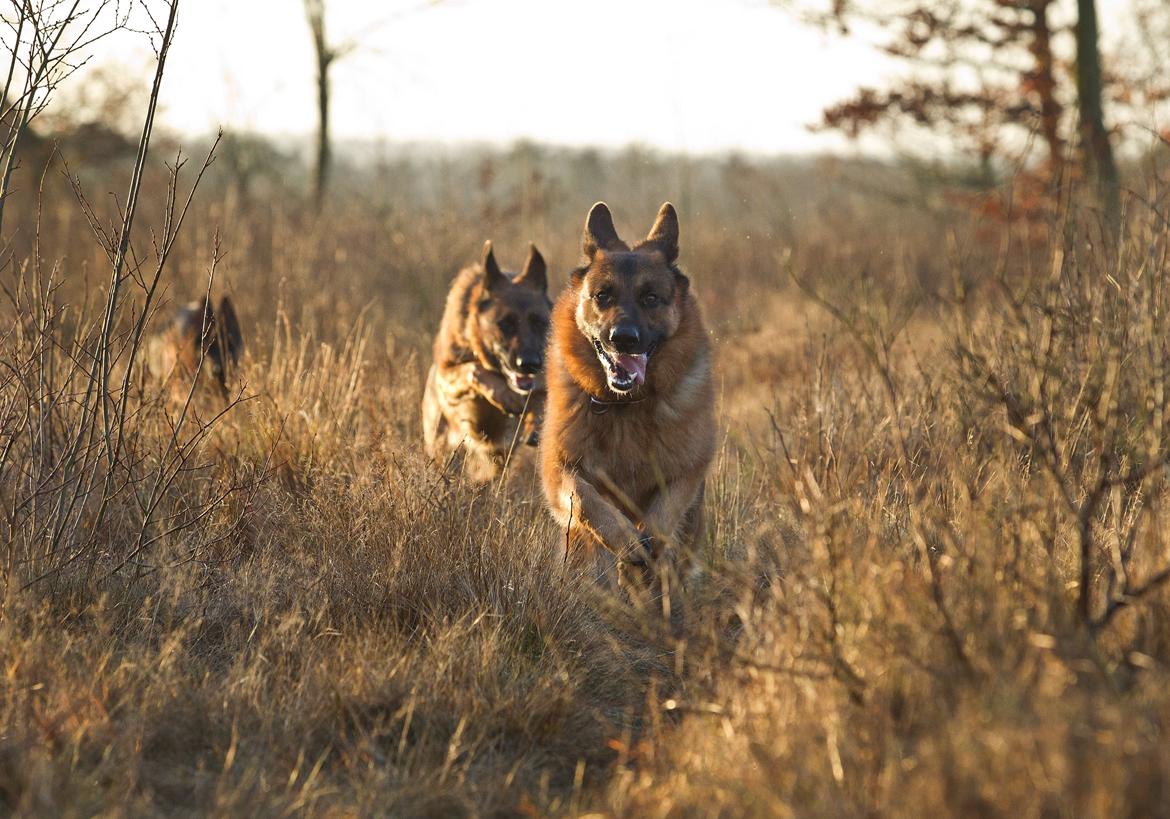 Schæferhund Hamsel's Pique  ( Santo ) billede 16
