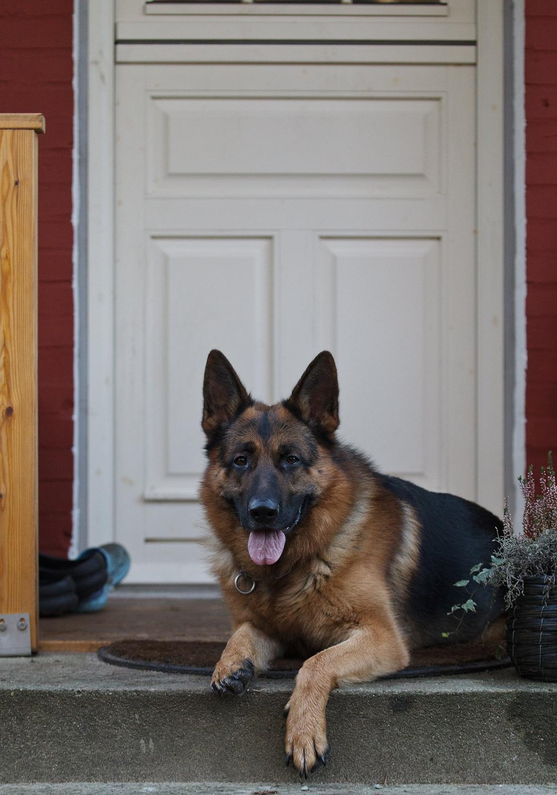 Schæferhund Hamsel's Pique  ( Santo ) billede 17