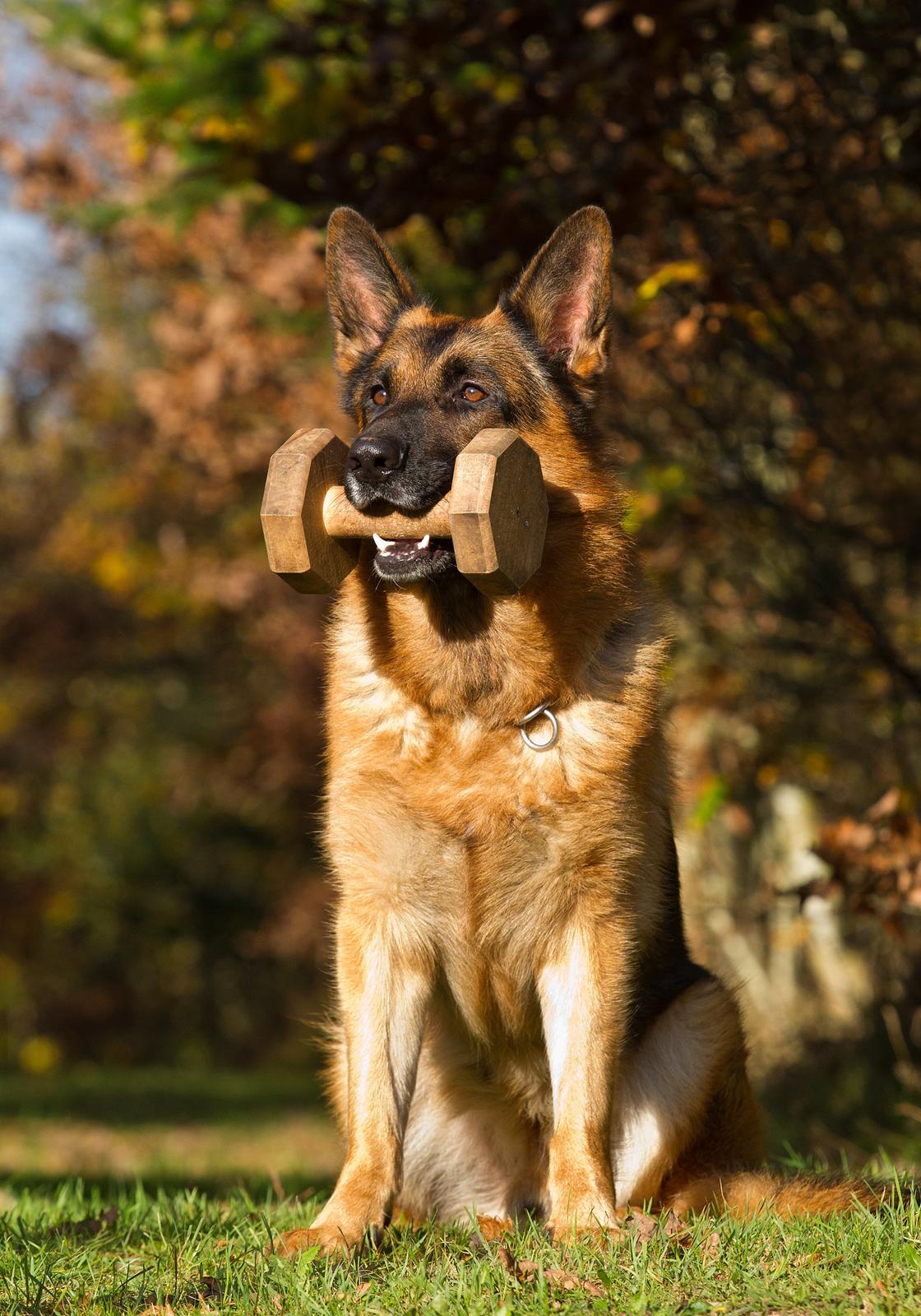 Schæferhund Hamsel's Pique  ( Santo ) billede 7