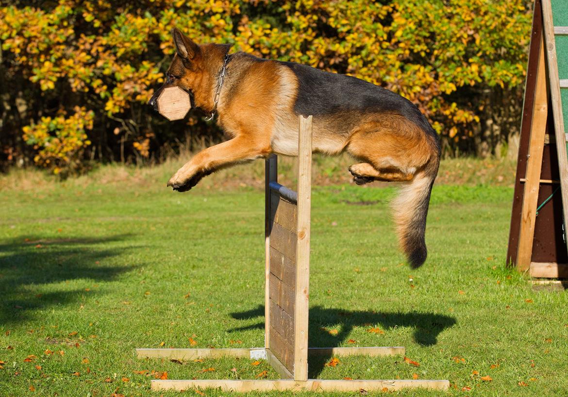 Schæferhund Hamsel's Pique  ( Santo ) billede 9