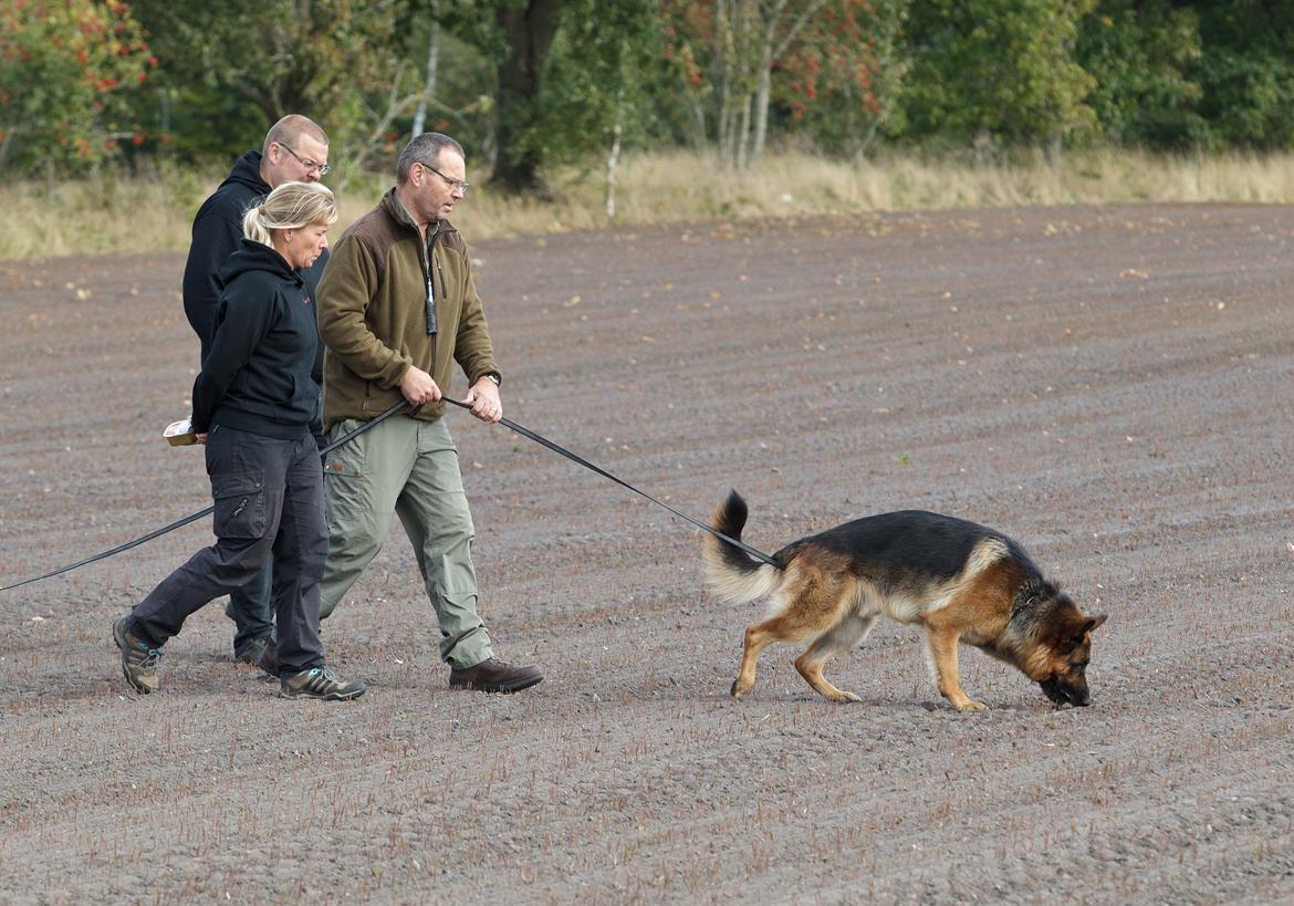 Schæferhund Hamsel's Pique  ( Santo ) billede 10