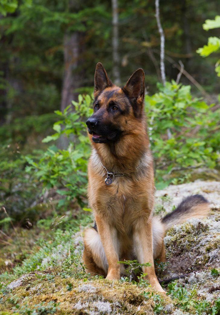 Schæferhund Hamsel's Pique  ( Santo ) billede 18