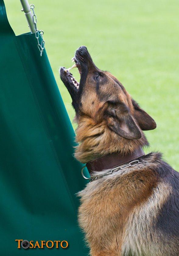 Schæferhund Hamsel's Pique  ( Santo ) billede 5