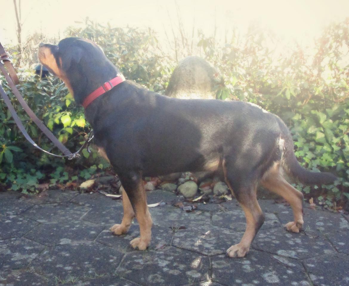 Rottweiler Kia - 25/11/2014 billede 22